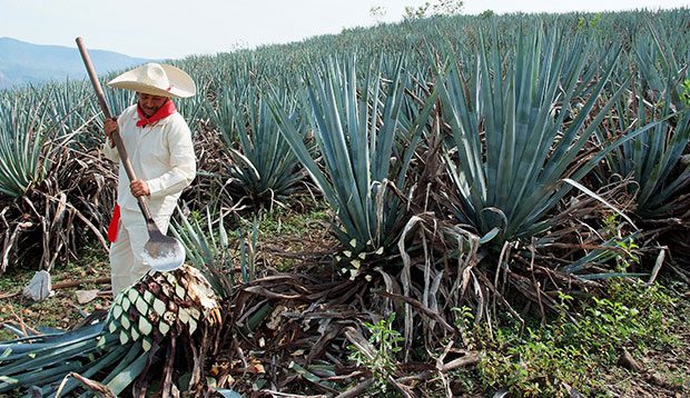 Tequila City Tour Tequila City Tour